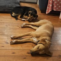 Photo of Benny   10 Month Old Beagle X Kelpie