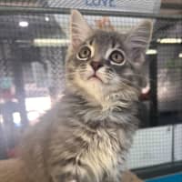 Photo of Vanilla Ice 