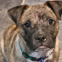 Photo of Diego   3 Month Old Staffy X Pug (Trial