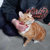 Photo of Big Red **2nd Chance Cat Rescue**
