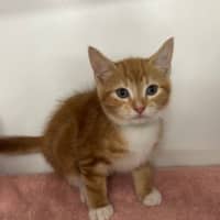 Photo of Pyrus