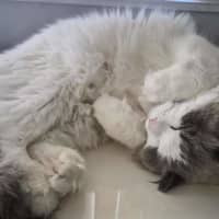 Photo of Milo