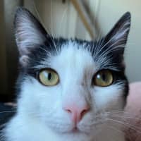 Photo of Oreo 