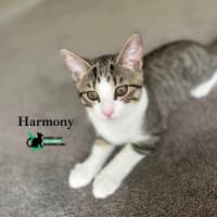 Photo of Harmony