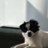 Photo of Pookie