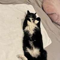 Photo of Socks 