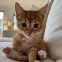 Photo of Finn