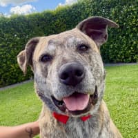 Photo of Heff   6 Year Old Staffy X