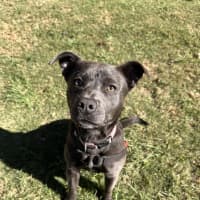 Photo of Rosie