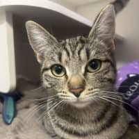 Photo of Olive