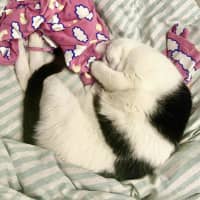Photo of Moo Moo