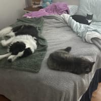 Photo of 🖤 Suki 🖤