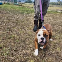 Photo of Chip (64845)
