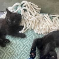 Photo of Pixie Belle