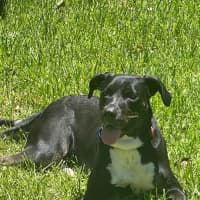 Photo of Sasha *$250 Adoption Fee*