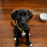 Photo of Sherlock Bones