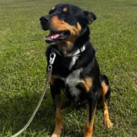 Photo of Ranger
