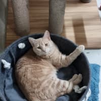 Photo of Pansy