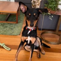 Photo of Melvin