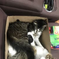 Photo of Cuddles And Sweetness
