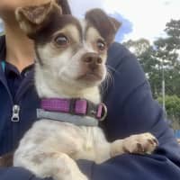 Photo of Trix
