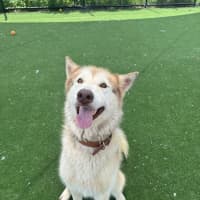 Photo of Meeka Imp 204