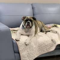 Photo of Lexi   6 Month Old Australian Bulldog