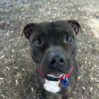 Photo of Blaze   22 Month Old Staffy (Trial 12/1)