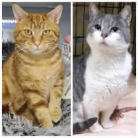 Photo of Gary & Chip   Your Best Friends 