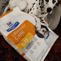 Photo of Cookie