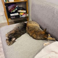 Photo of Juniper And Jinn