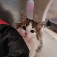 Photo of Nova