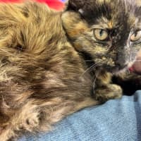 Photo of Kitsu *9 Lives Project Rescue*