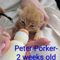 Photo of Peter Porker Meet Me@Petstock Chelsea Store