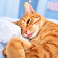 Photo of Marmalade
