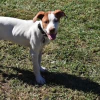 Photo of Ares