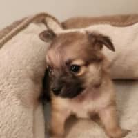 Photo of Mc Kenzie   6 Week Old Maltese X