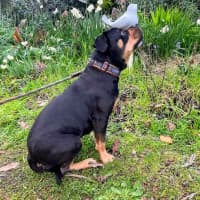 Photo of Marshmallow