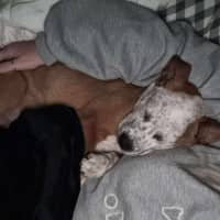 Photo of Buddy