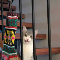 Photo of Chicken Salt