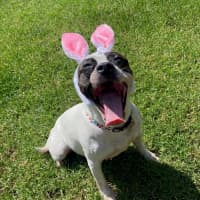 Photo of Pookie Imp 199