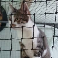 Photo of Lobo (Aka Obie)💗