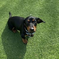 Photo of Lucy