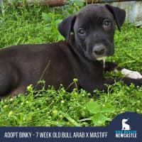 Photo of Binky   7 Week Old Bull Arab X Mastiff 