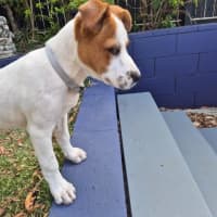 Photo of Benji