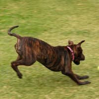 Photo of Coco Chanel