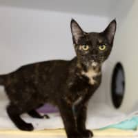 Photo of Jazz