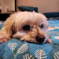 Photo of Lola Silvanus