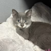 Photo of Popcorn