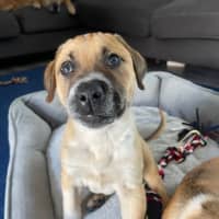 Photo of Barney   8 Week Old Mastiff X (Trial)